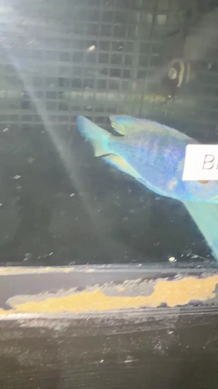 5.25” Blue Dolphin thumbnail