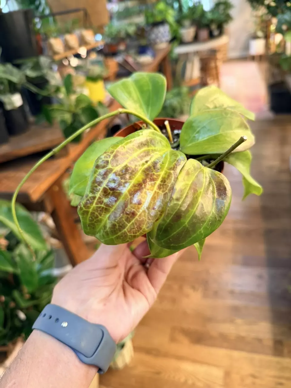 Hoya Quinquinervia sunstressed thumbnail
