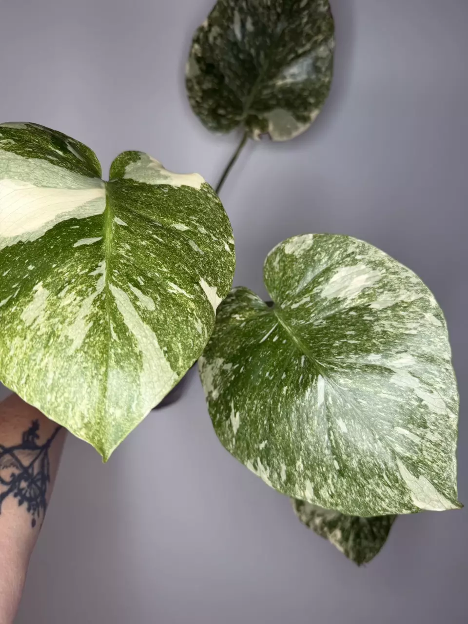 Monstera White Snow thumbnail