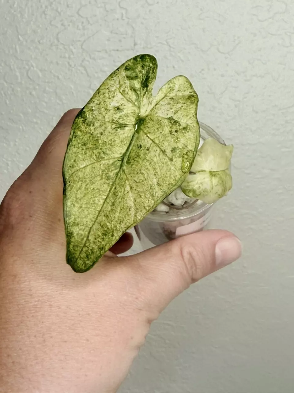 Alocasia Odora Batik pup thumbnail