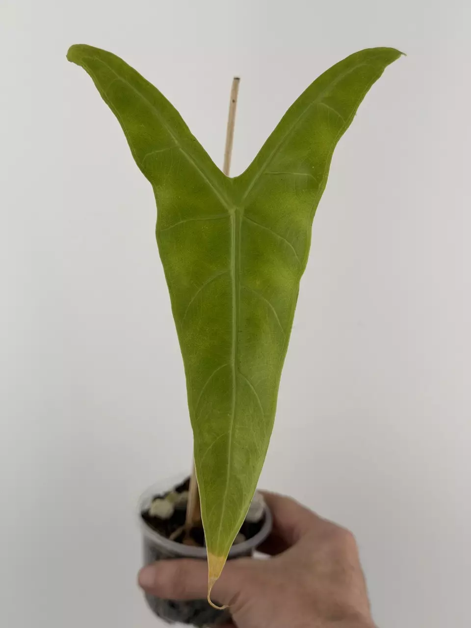 Alocasia Longiloba Narrow Green Back Aurea Variegated # 693 thumbnail