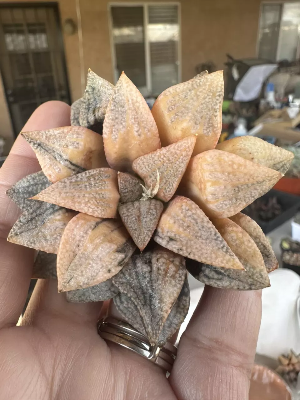 Variegated Cobra #42 thumbnail