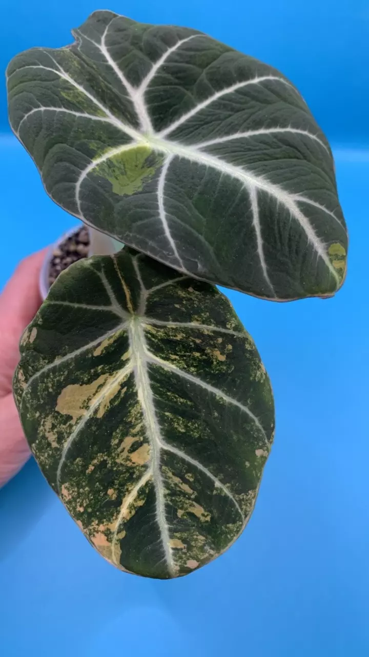 0505 Black velvet Gold/aurea corming thumbnail