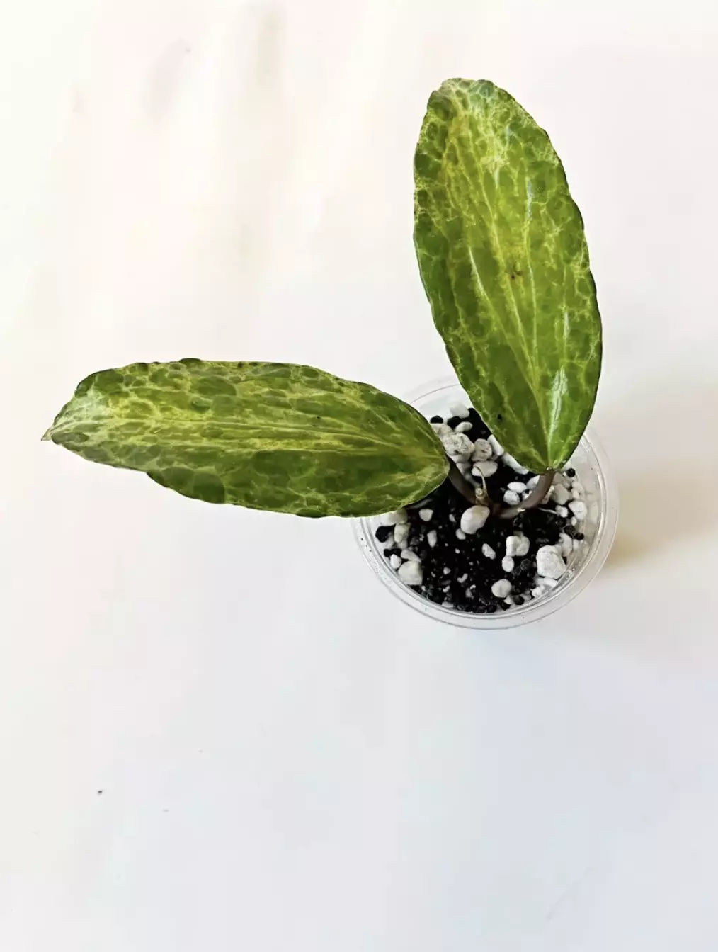 🔥Hoya CROCODILE 🐊 thumbnail