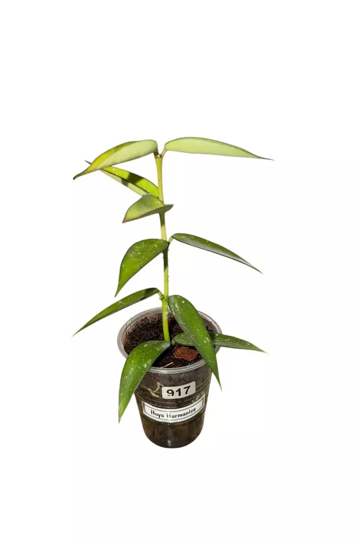 Hoya Burmanica #917 thumbnail