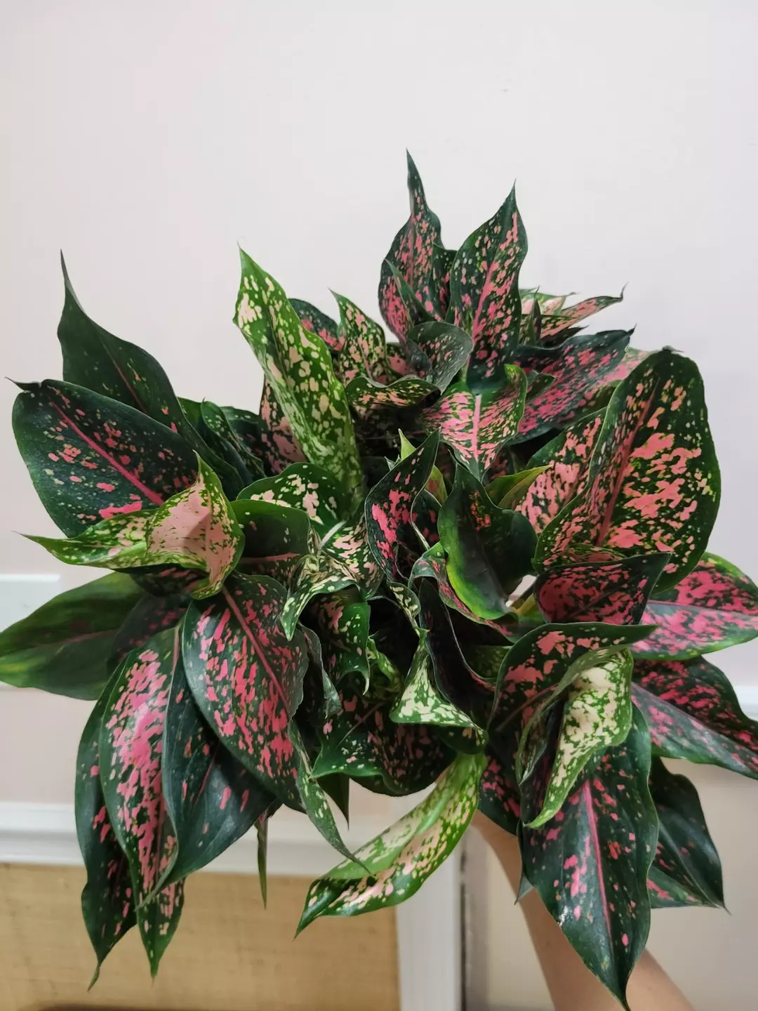 Aglaonema kumkoon mutation thumbnail