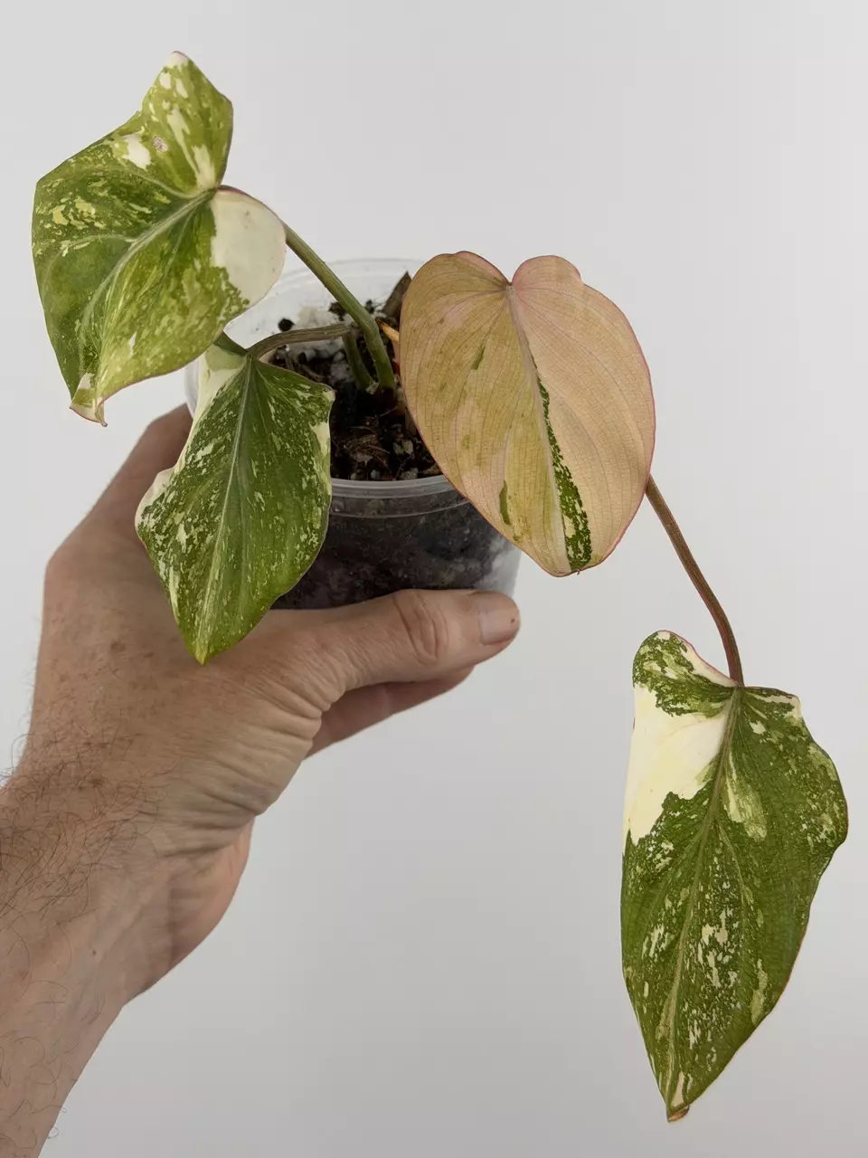 Philodendren Gloriosum Tri-Color # 694 thumbnail