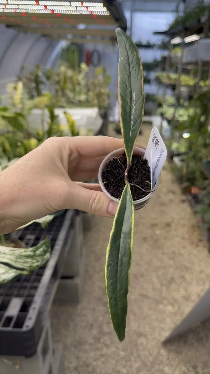 510: 1 inch Sulawesiana thumbnail