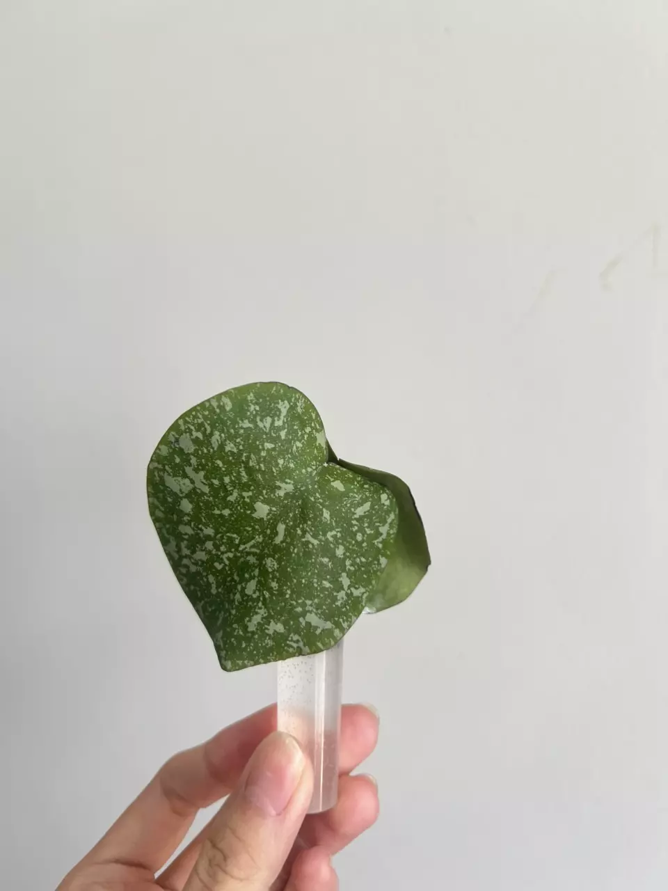 Hoya WRX103-102 (WRX46-11 x Imbricata) thumbnail
