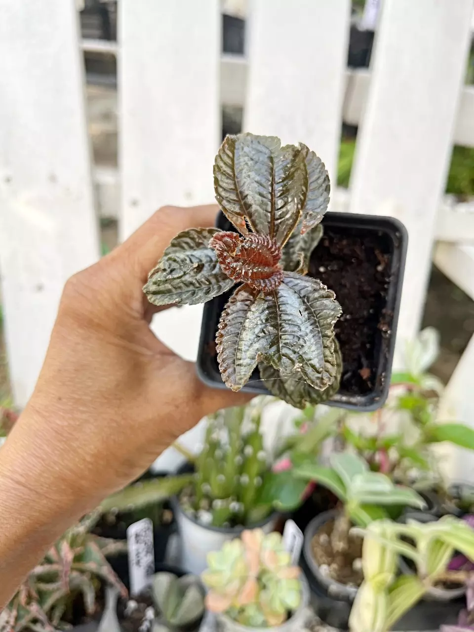 🎋Pilea Involucrata *gc thumbnail