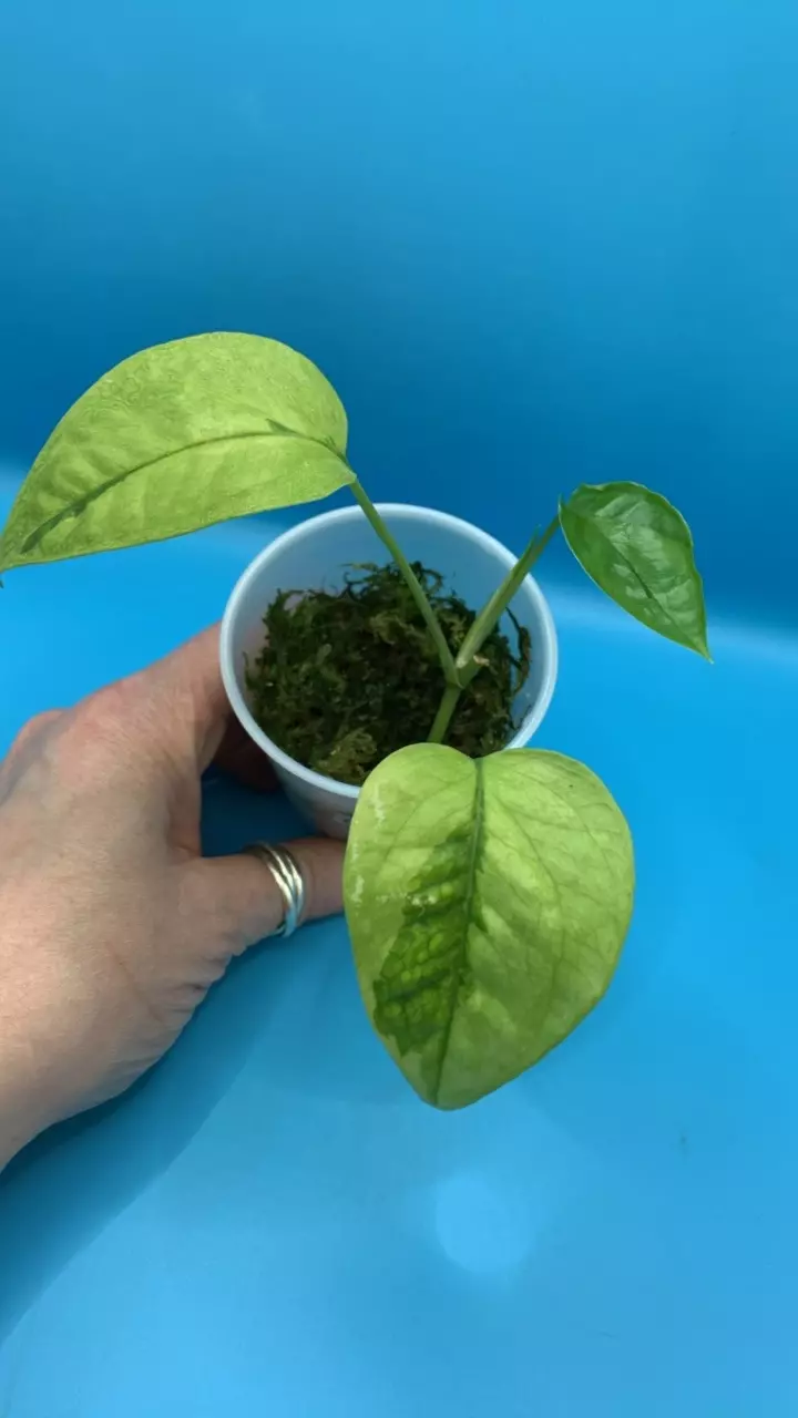 Epipremnum Pinnatum Neon Lava thumbnail