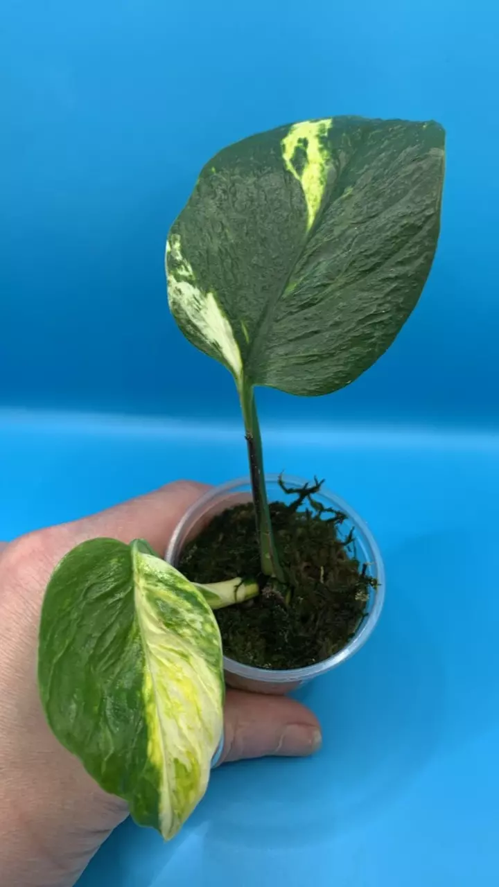 0496 Epipremnum aureum Omellette thumbnail