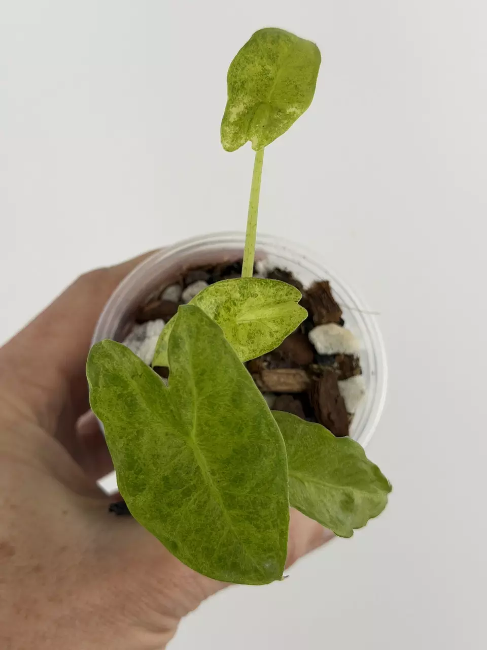 Alocasia Longiloba Mint Mutation Variegated Pup # 692 thumbnail