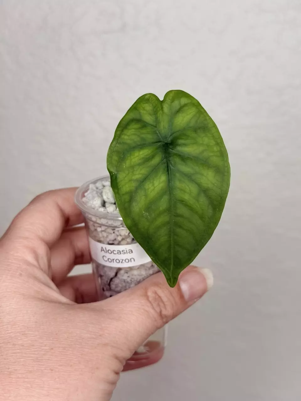 Alocasia Corazon Pup thumbnail