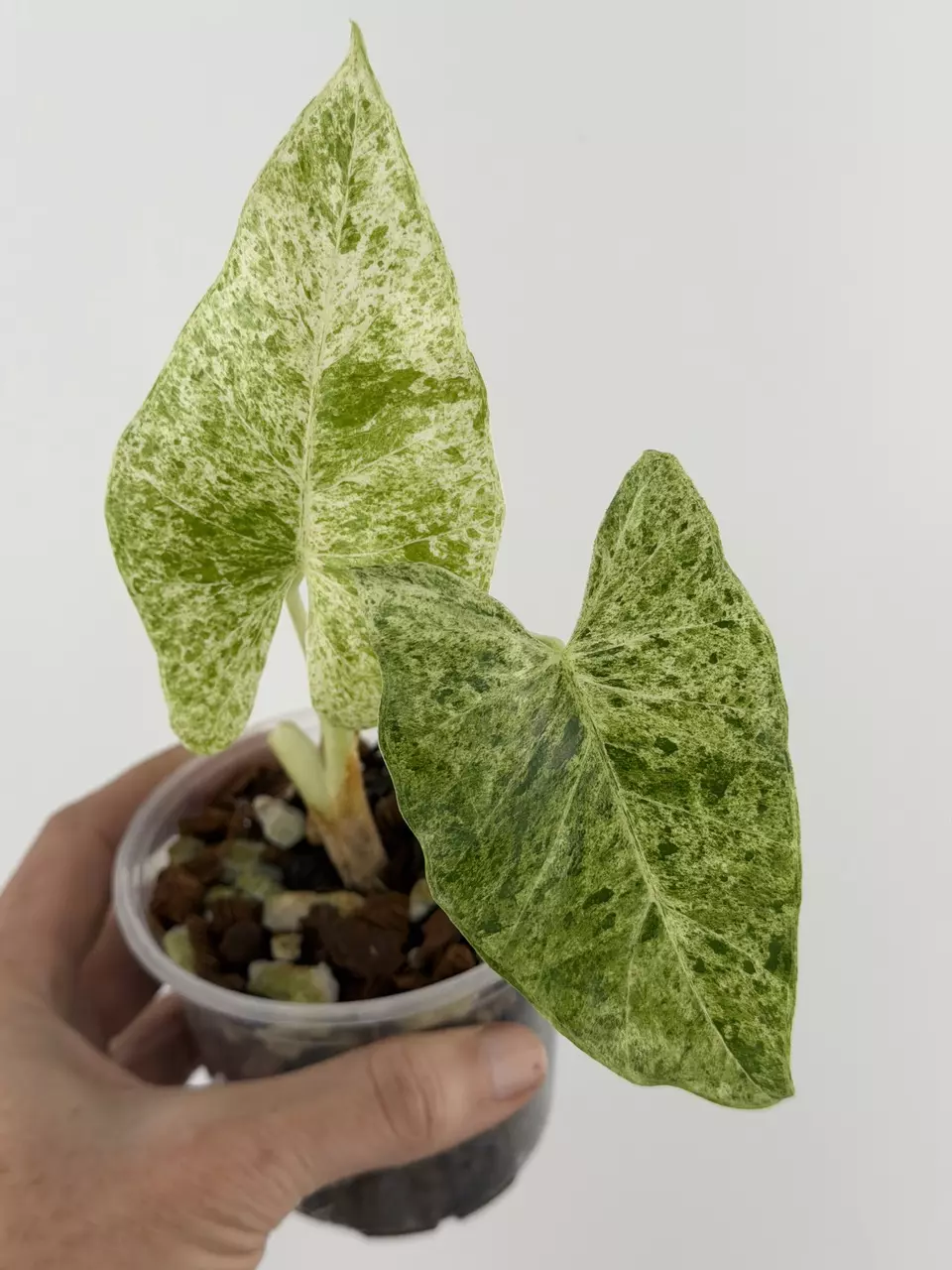 Alocasia Marble Mint Epilithica Variegated # 695 thumbnail