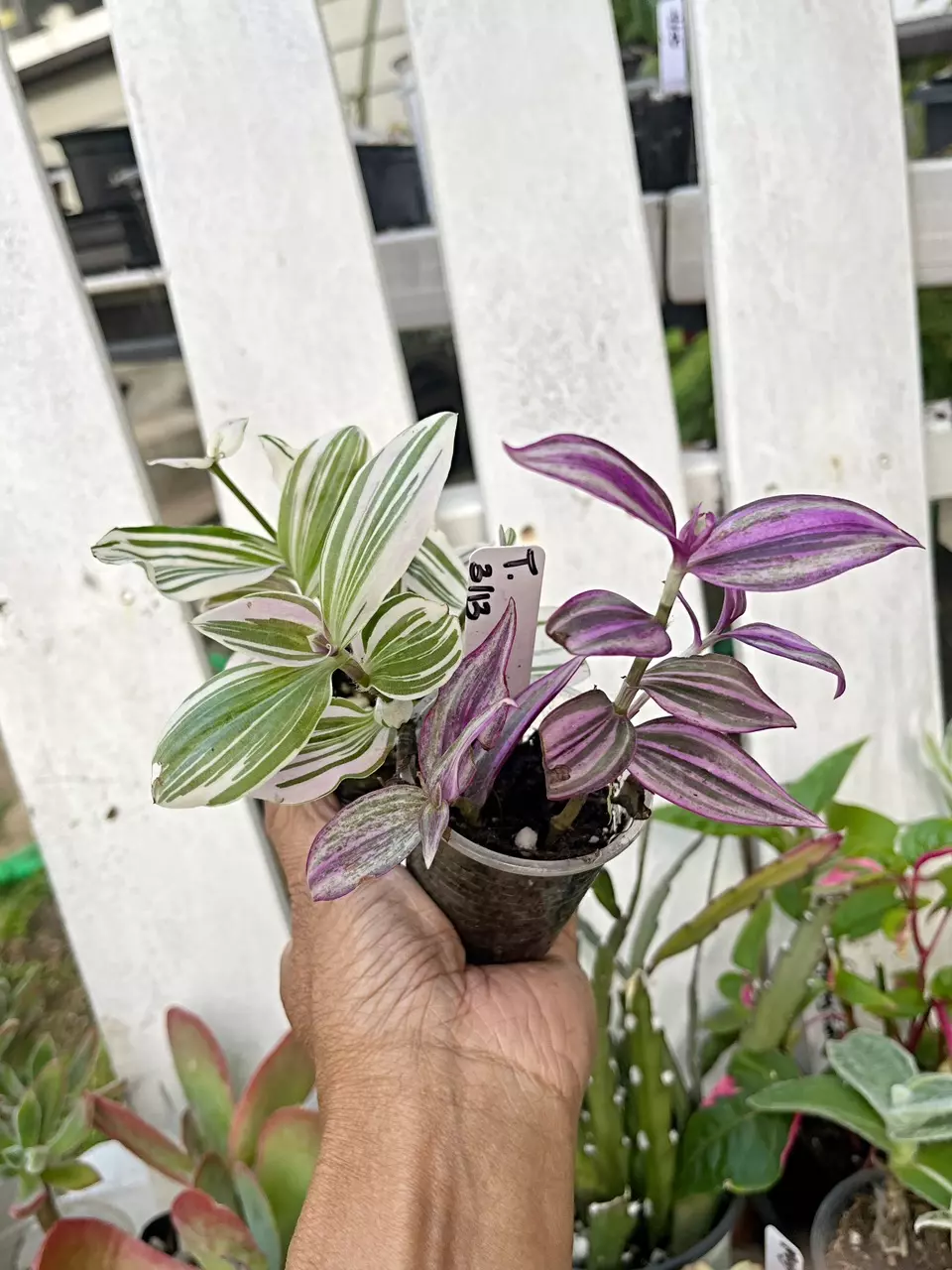 🎋Tradescantia Unicorn & Pink Paradise thumbnail