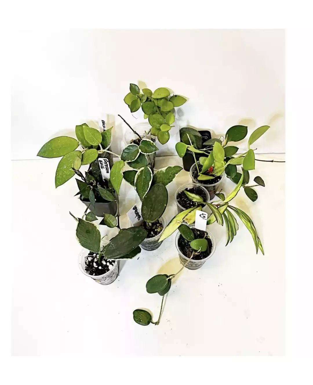🔥HOYA BUNDLE - x10 Starter Plants thumbnail