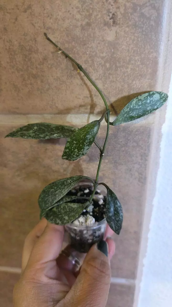 Hoya Lacunosa Laos (Splash/Silver) thumbnail