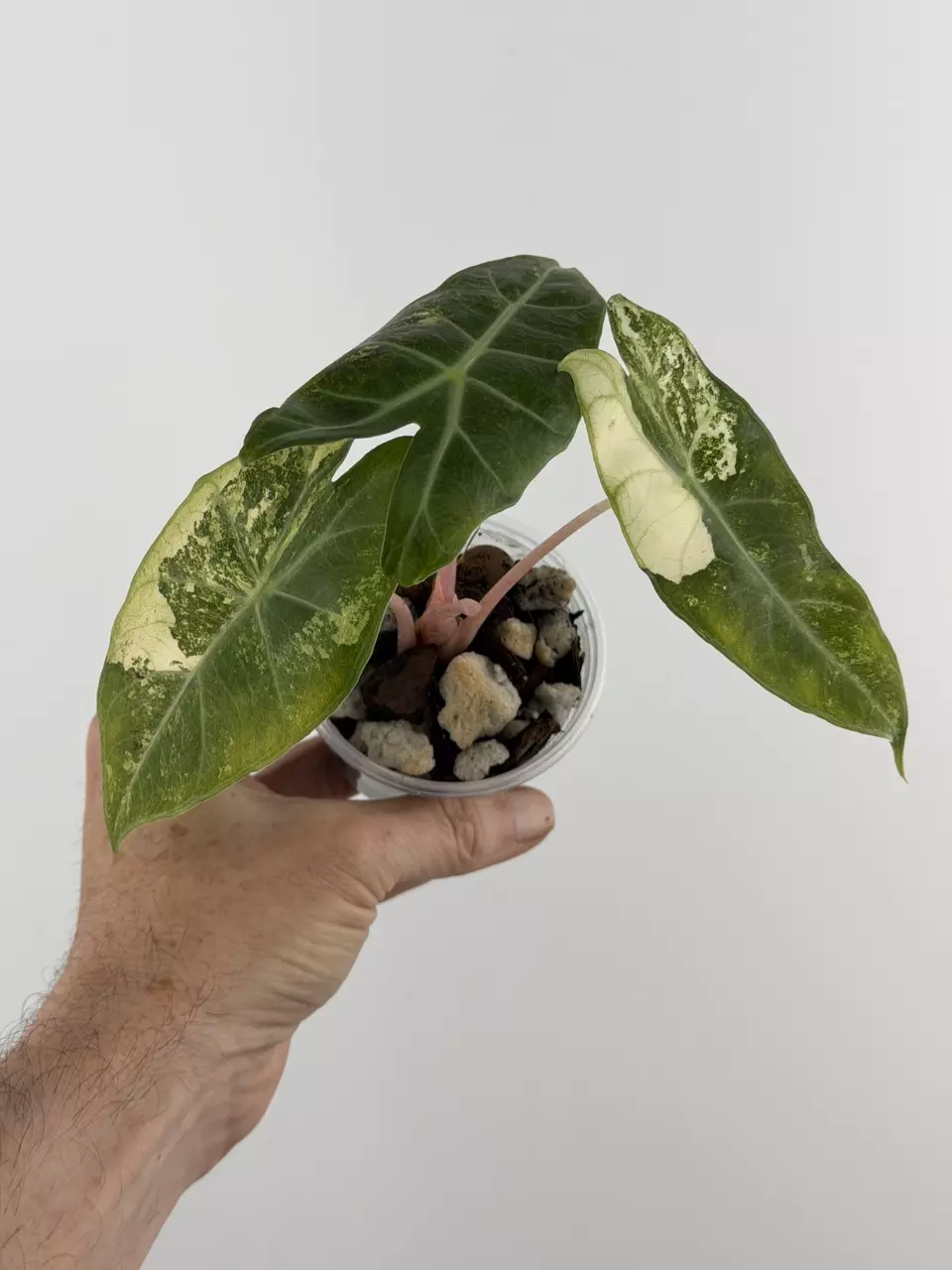 Alocasia Albo Pink Dragon Variegated # 686 thumbnail
