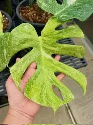 Monstera Placer Gold Tissue Culture GC thumbnail