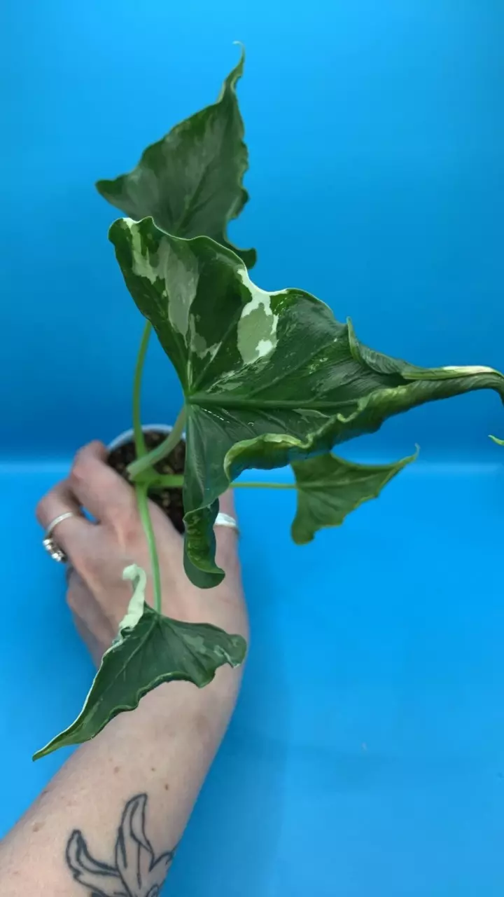 0504 Alocasia cuculatta crinkle albo thumbnail
