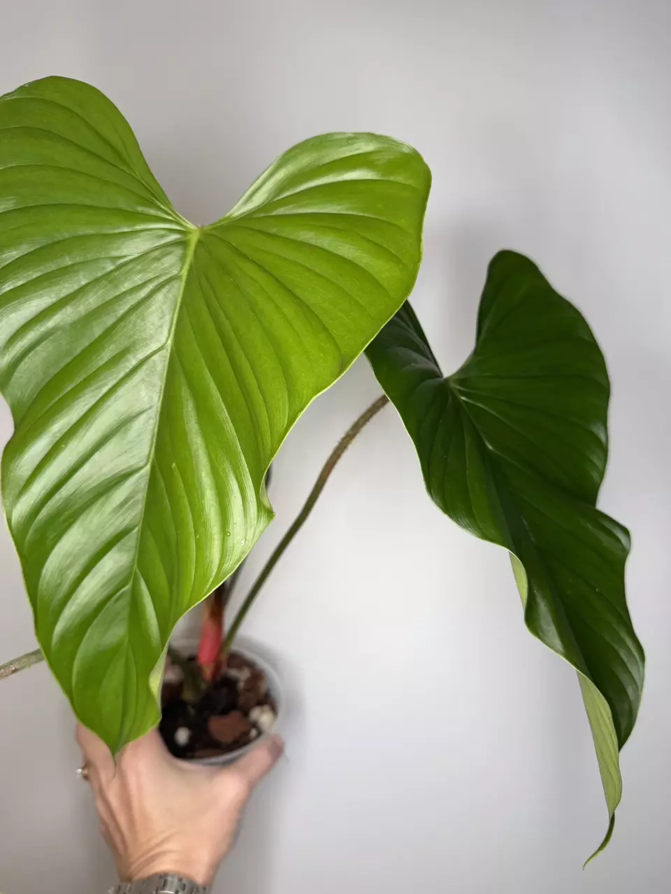 Philodendron Pseudoverrucosum cf thumbnail
