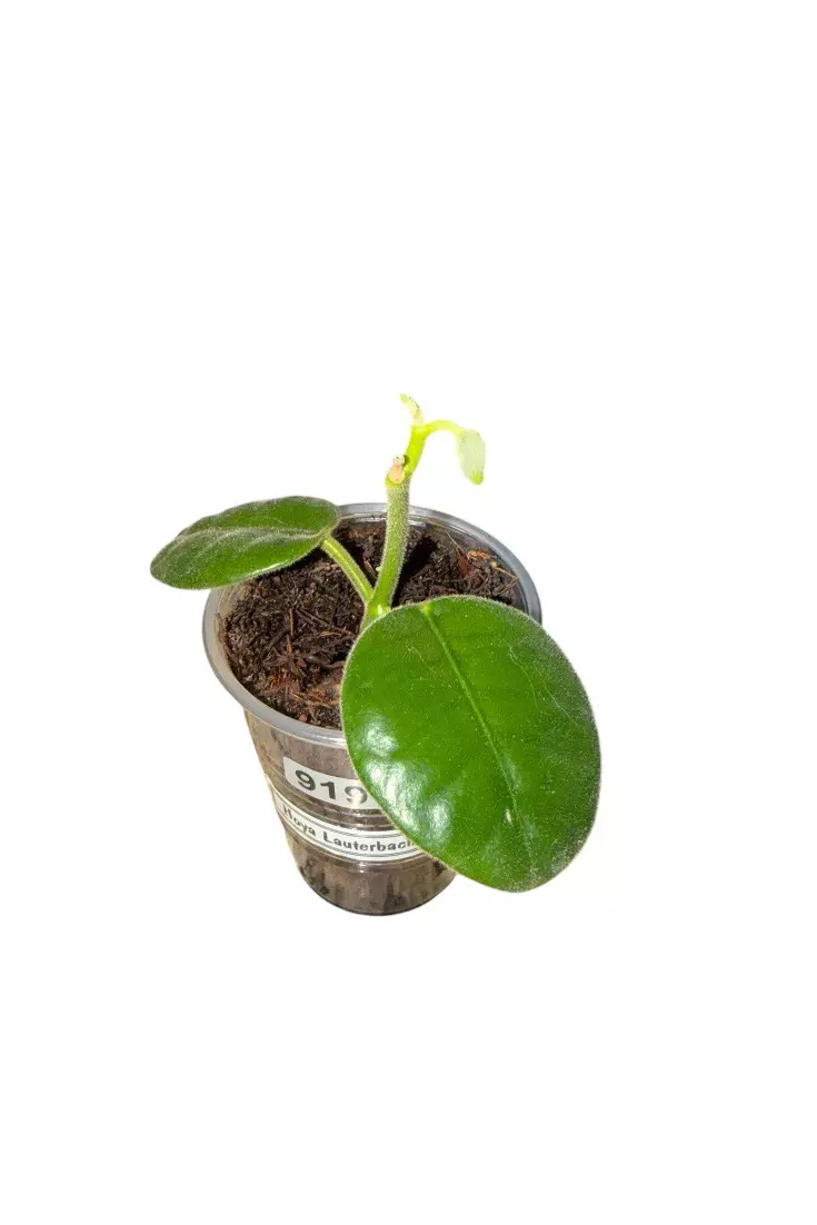 Hoya Lauterbachii #919 thumbnail