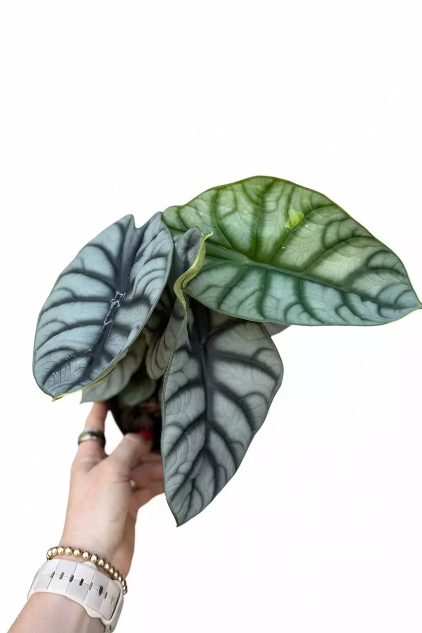 6” Alocasia Silver Dragon thumbnail