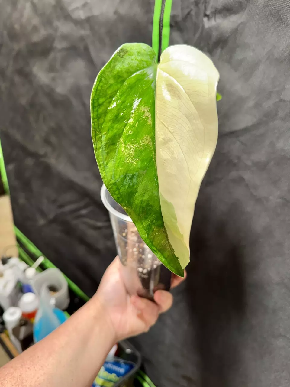 FRESH IMPORT - Syngonium Chiapense Variegated thumbnail