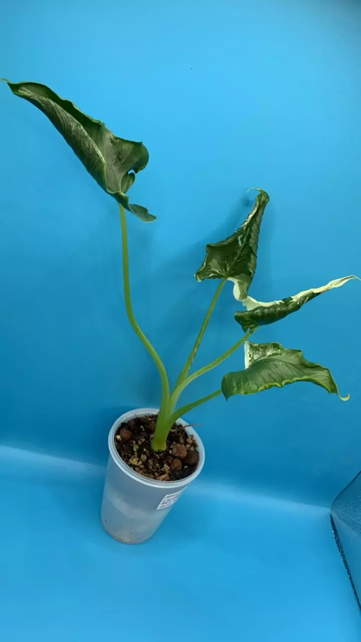 0503 Alocasia cuculatta crinkle albo thumbnail