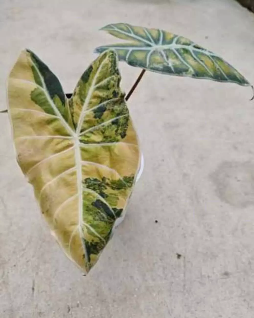 Longiloba ‘Grandis’ Aurea Tissue Culture GC thumbnail
