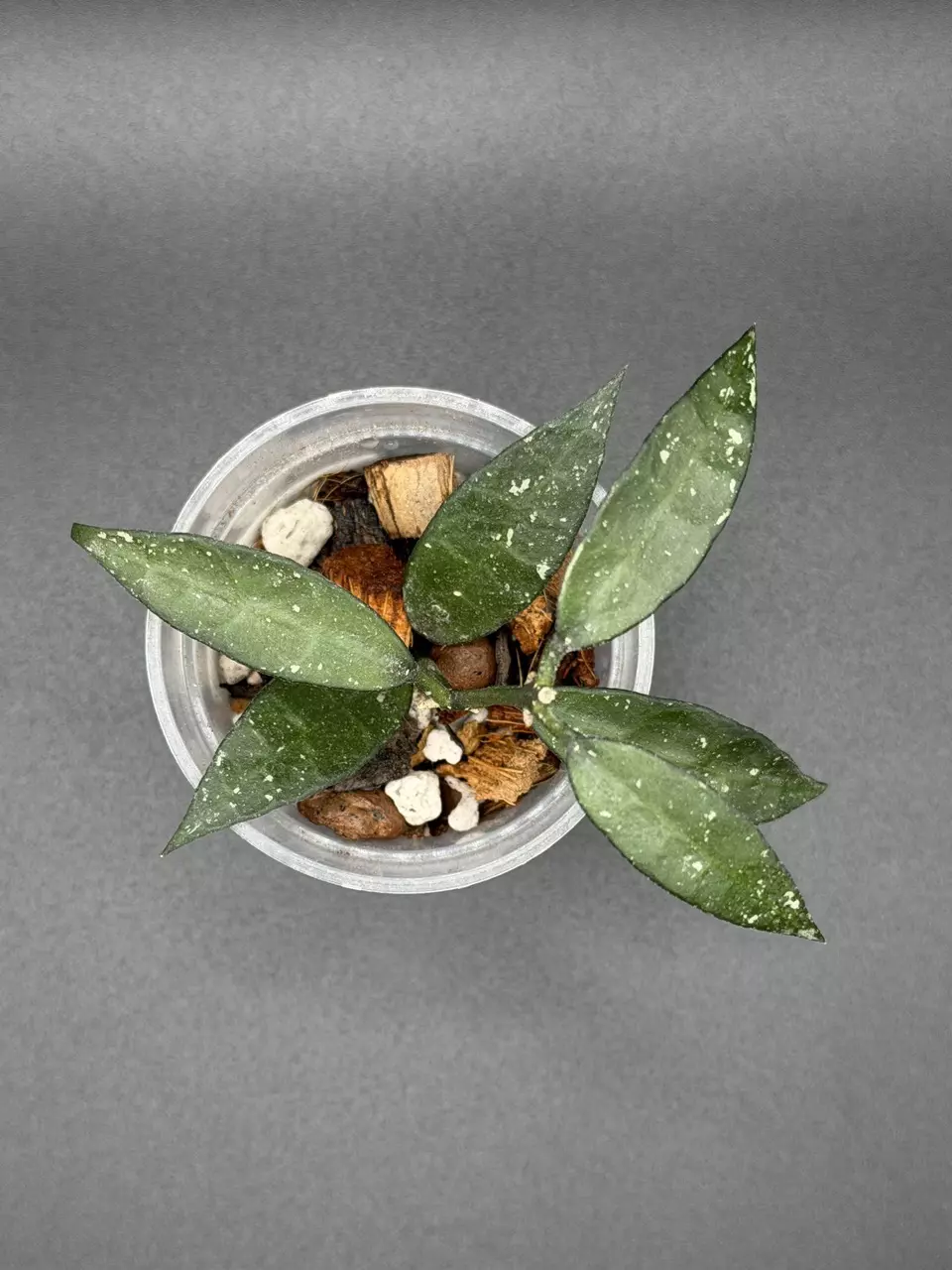 H. Lacunosa ‘Mr. Tent’ thumbnail