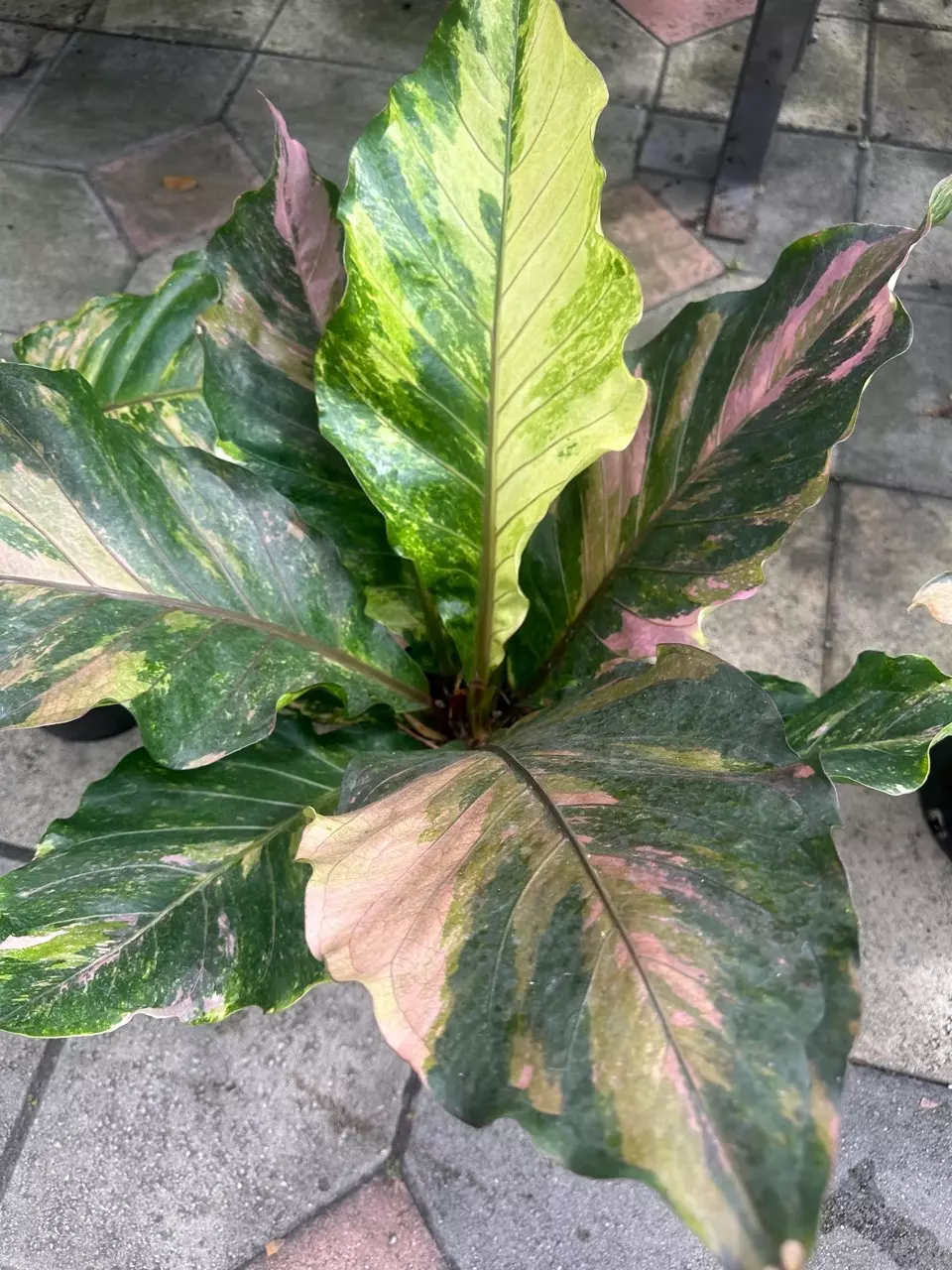 Anthurium Renaissance Tissue Culture GC thumbnail