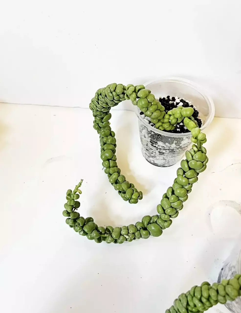 🔥Dischidia 🐉Dragon Jade (E) thumbnail