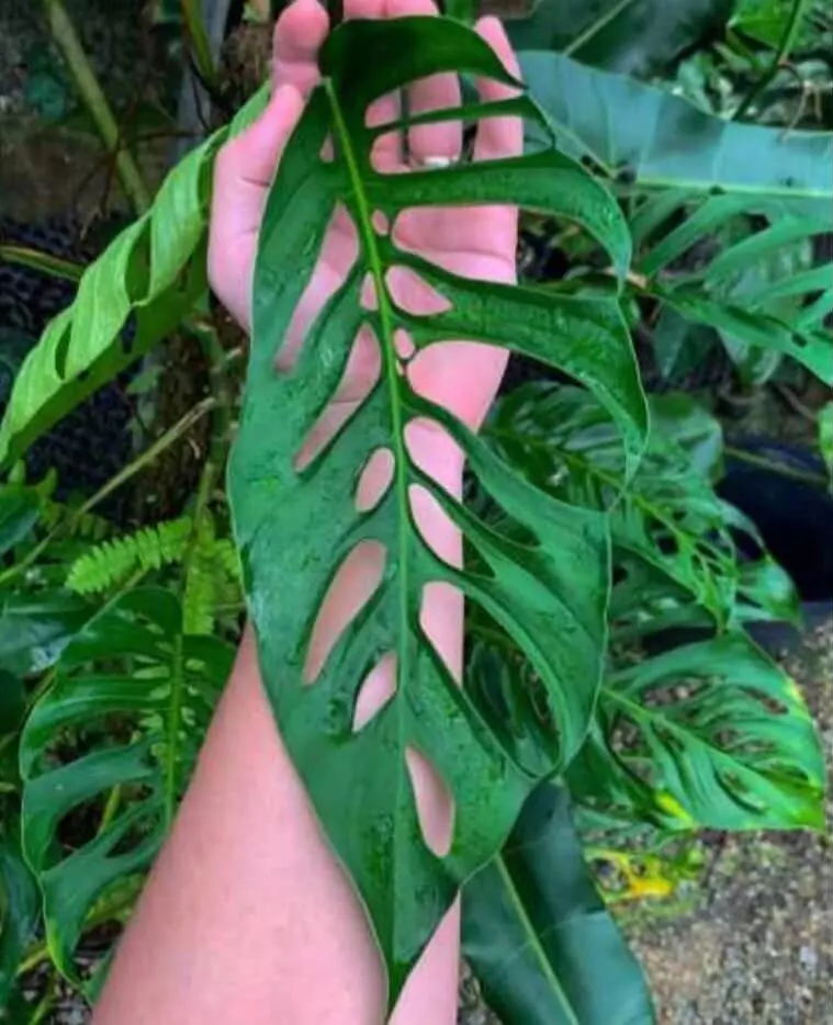 Monstera Napo Tissue Culture GC thumbnail