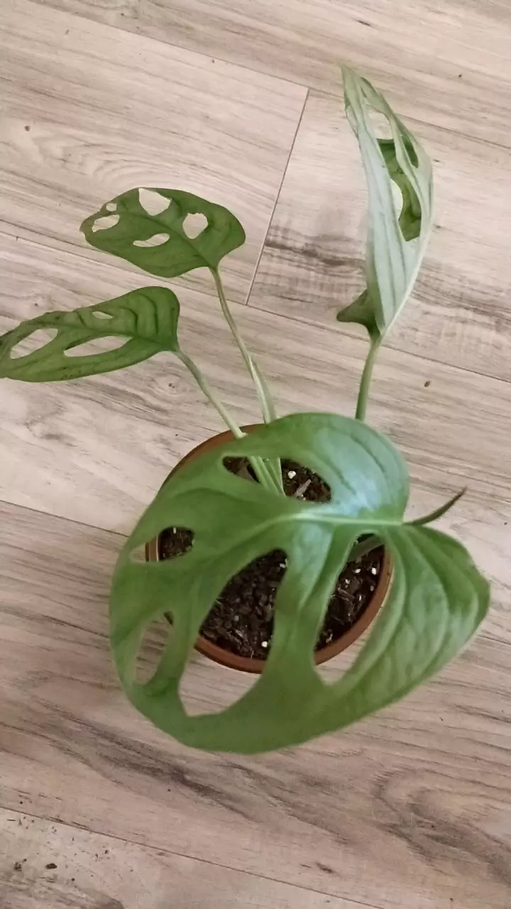 Monstera esqueleto thumbnail