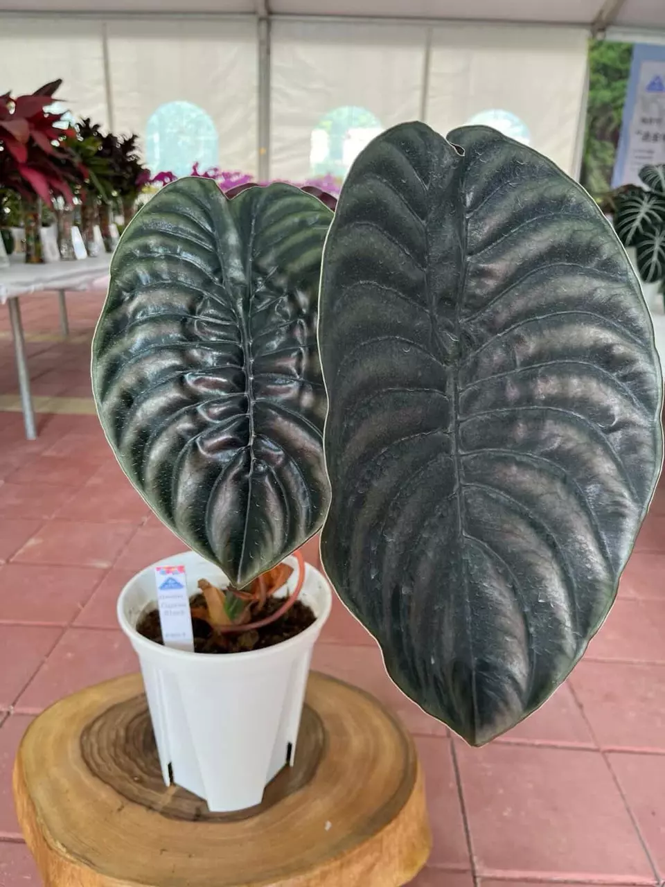 Cuprea ‘Black’ Tissue Culture GC thumbnail