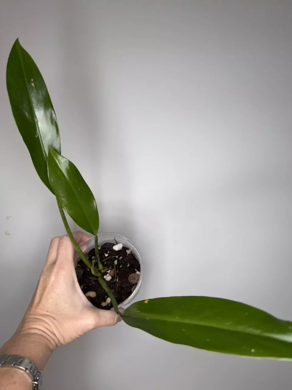 Philodendron Wend Imbe thumbnail