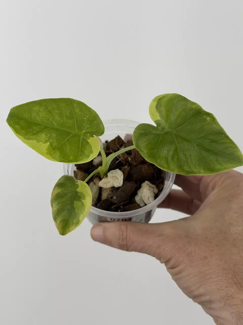 Leucocasia Aurea Variegated # 701 thumbnail