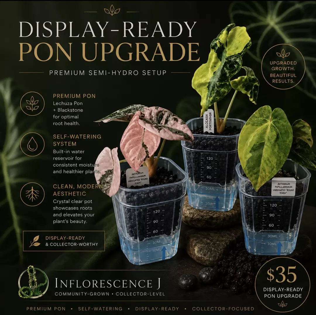 Display Ready Premium (Semi-Hydro) thumbnail