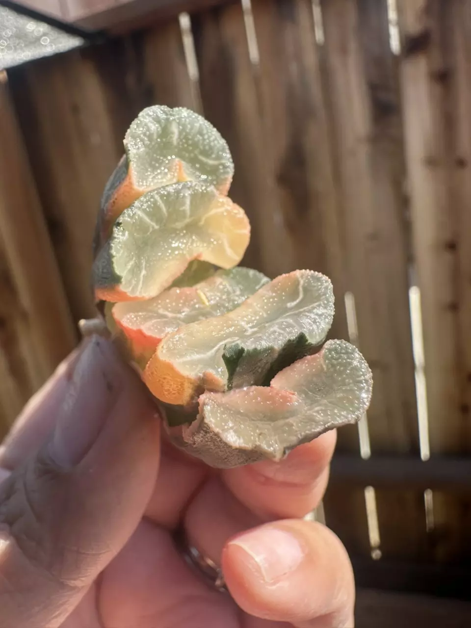 Truncata Reverse Var Ohnawa #41 thumbnail
