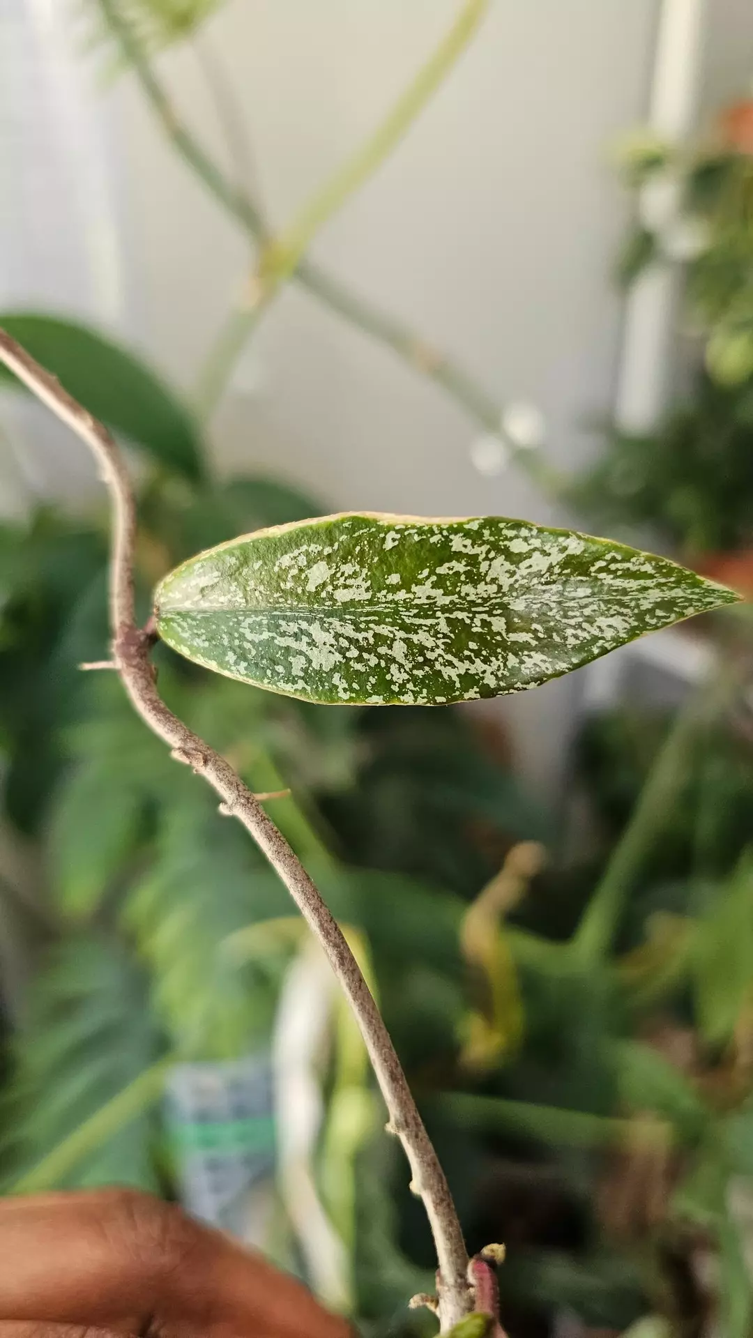 Hoya Pubicalix albo (super  silver ) thumbnail