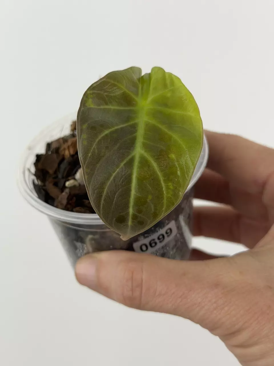 Alocasia Black Maharani # 699 thumbnail