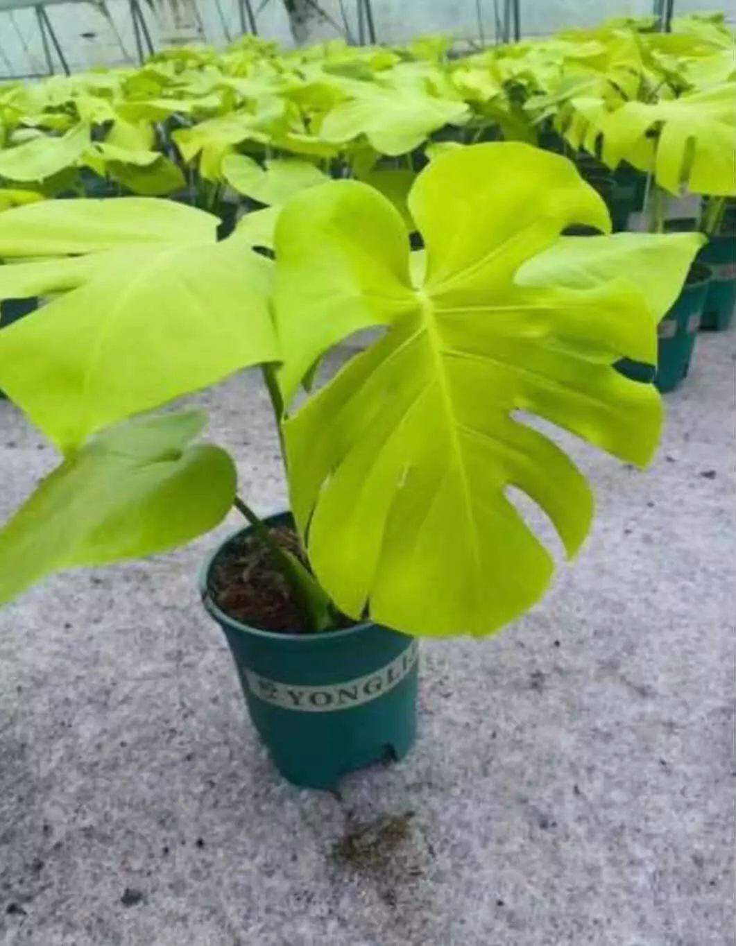 Monstera Triple Yellow Tissue Culture GC thumbnail
