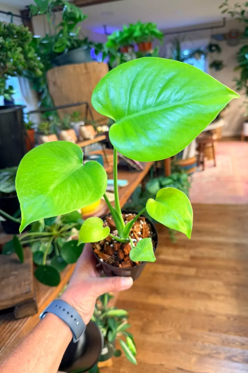 Monstera lemon lime thumbnail
