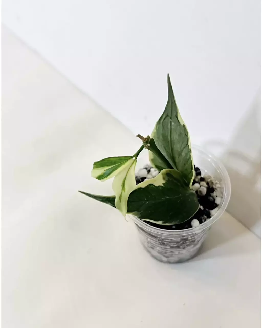 🔥Hoya Jasminka thumbnail