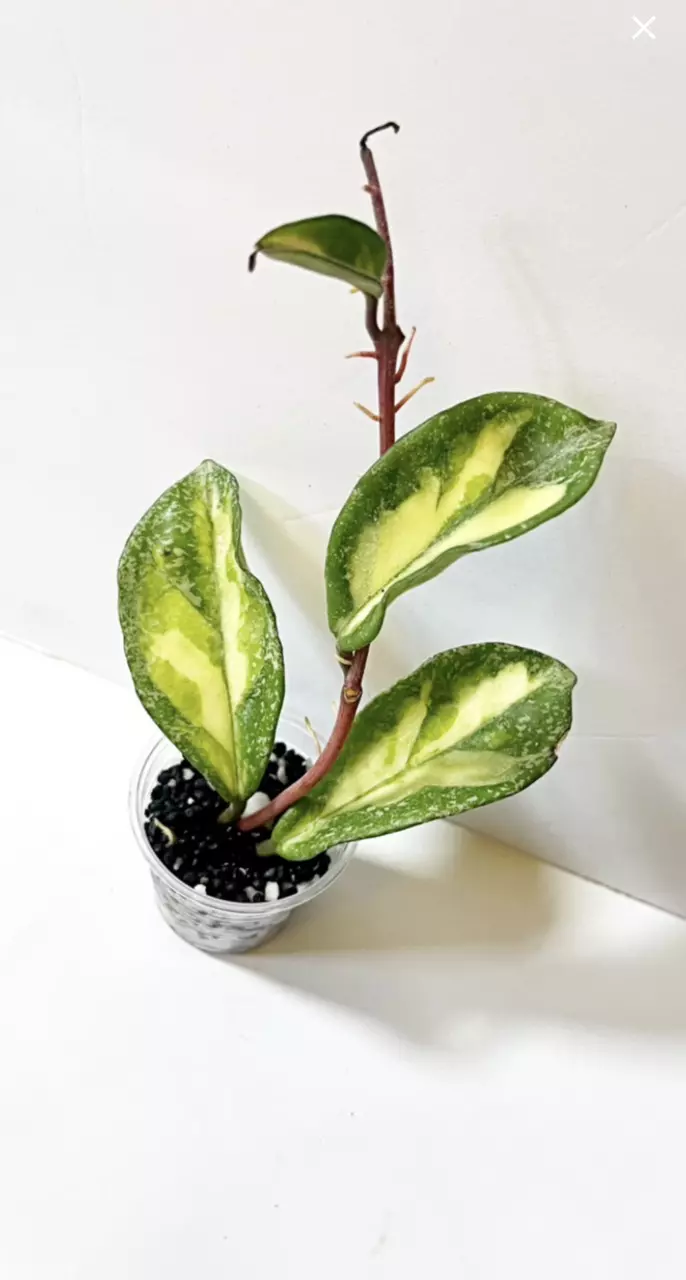 🔥Hoya Argentea Princess thumbnail