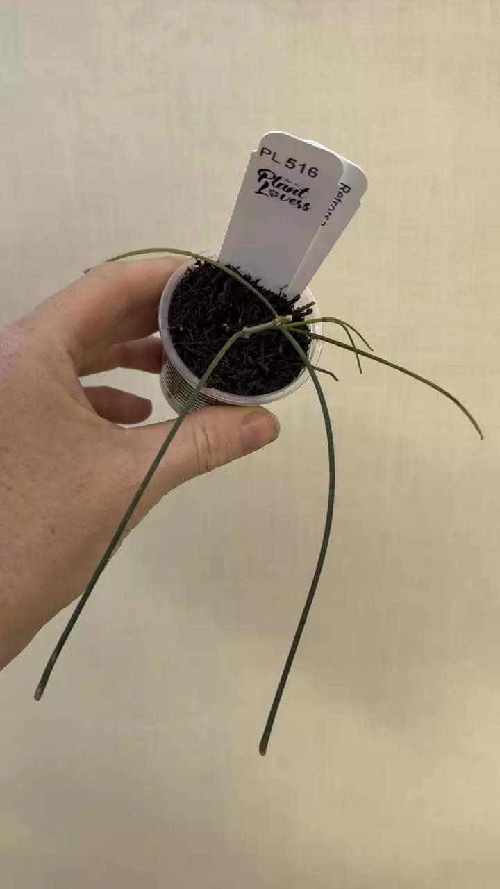 516: 1 inch Retrorsa thumbnail