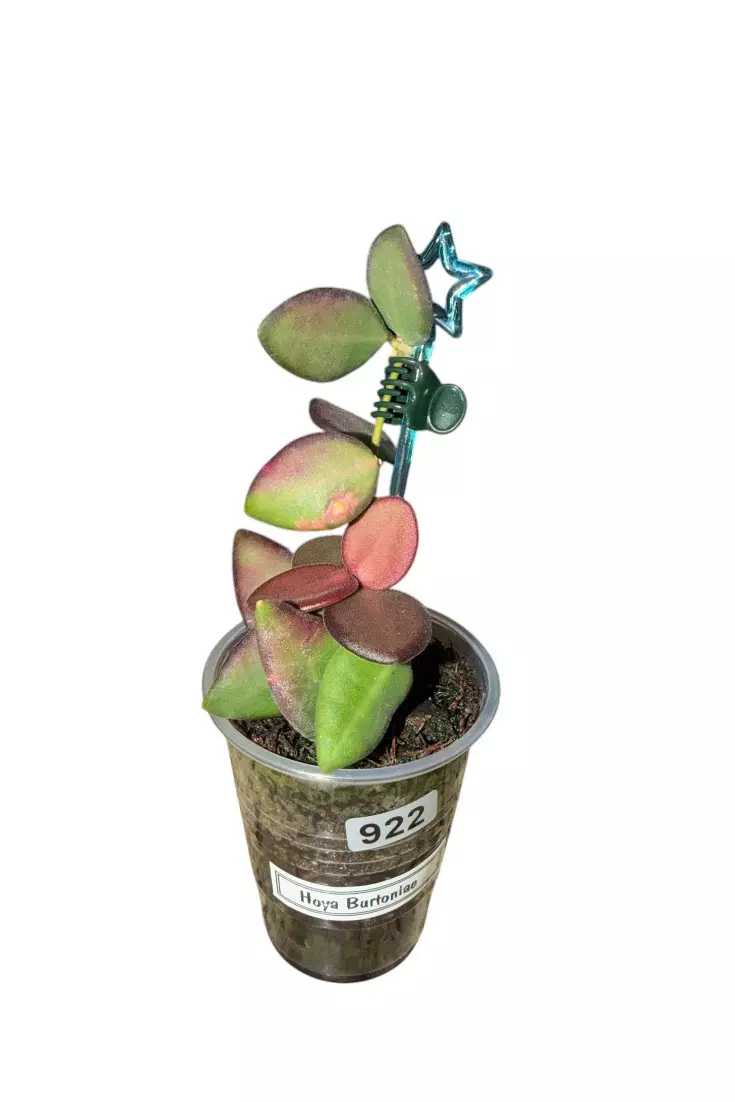 Sunstressing Hoya Burtoniae #922 thumbnail