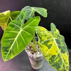 Frydek Aurea Tissue Culture GC thumbnail